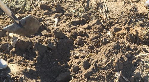 山丹 推廣全生物可降解地膜，為土壤“凈身”，為環境減負